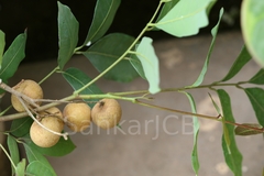 Dimocarpus longan